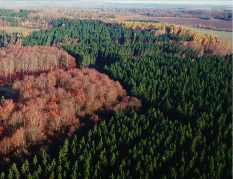 Wald